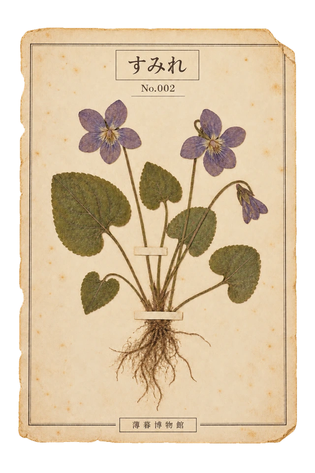 菫の押し花標本。古紙の台紙に、色の残った植物を紙帯で留めた押し花標本風の素材。ピンなし。