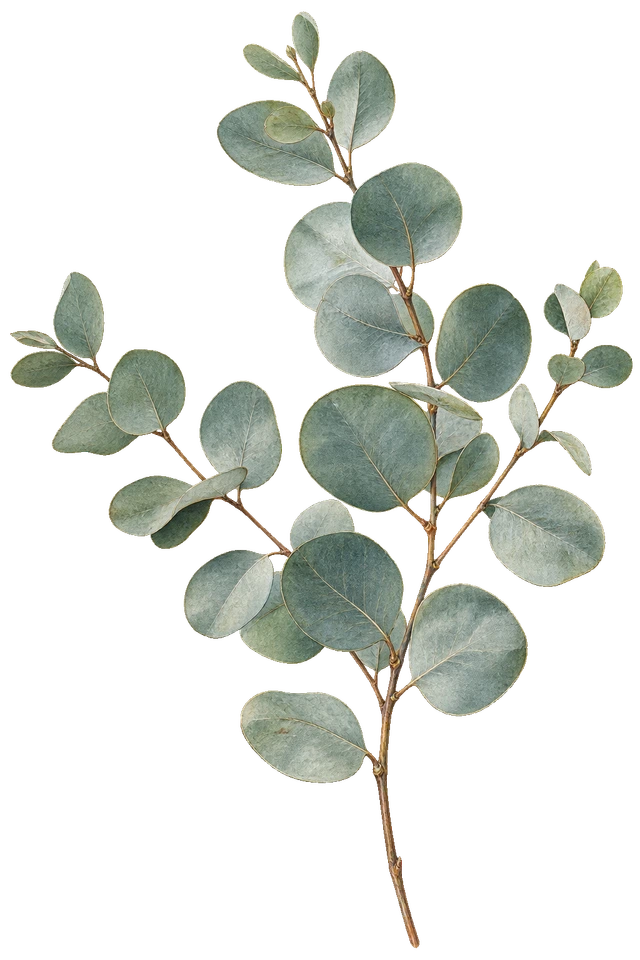 ユーカリの枝。細かな花や葉の質感を残した、台紙なしの植物装飾素材。