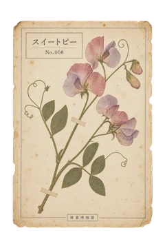 スイートピーの押し花標本。古紙の台紙に、色の残った植物を紙帯で留めた押し花標本風の素材。ピンなし。